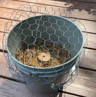 Mosquito control bucket