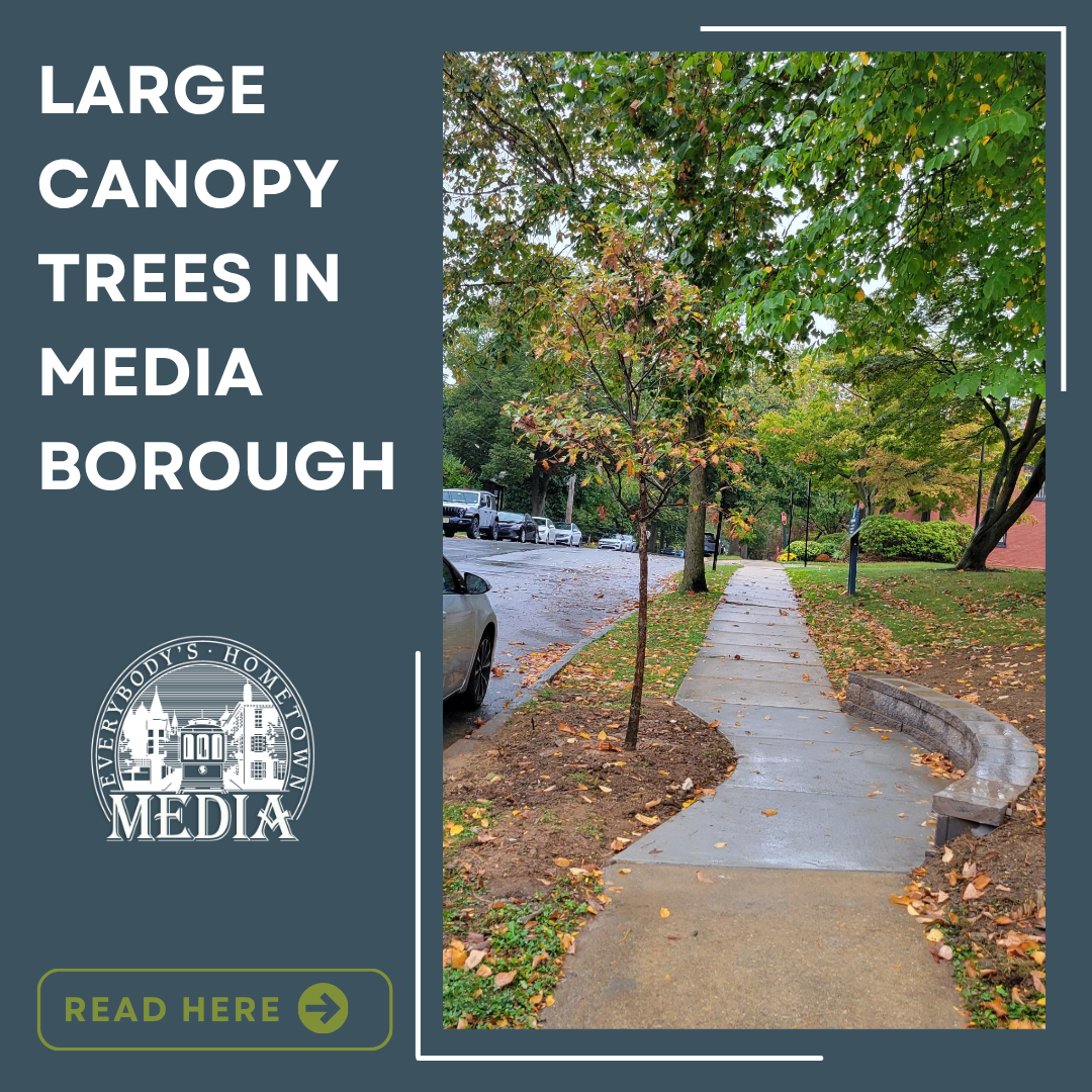 Large Canopy Trees In Media Borough