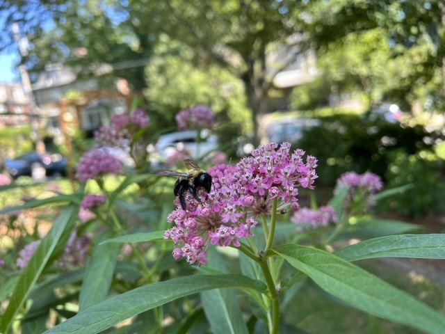 Pollinator Garden 7